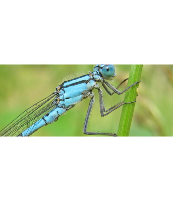 BLUE DAMSELFLY